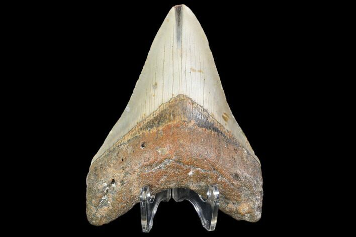 Fossil Megalodon Tooth - North Carolina #101301